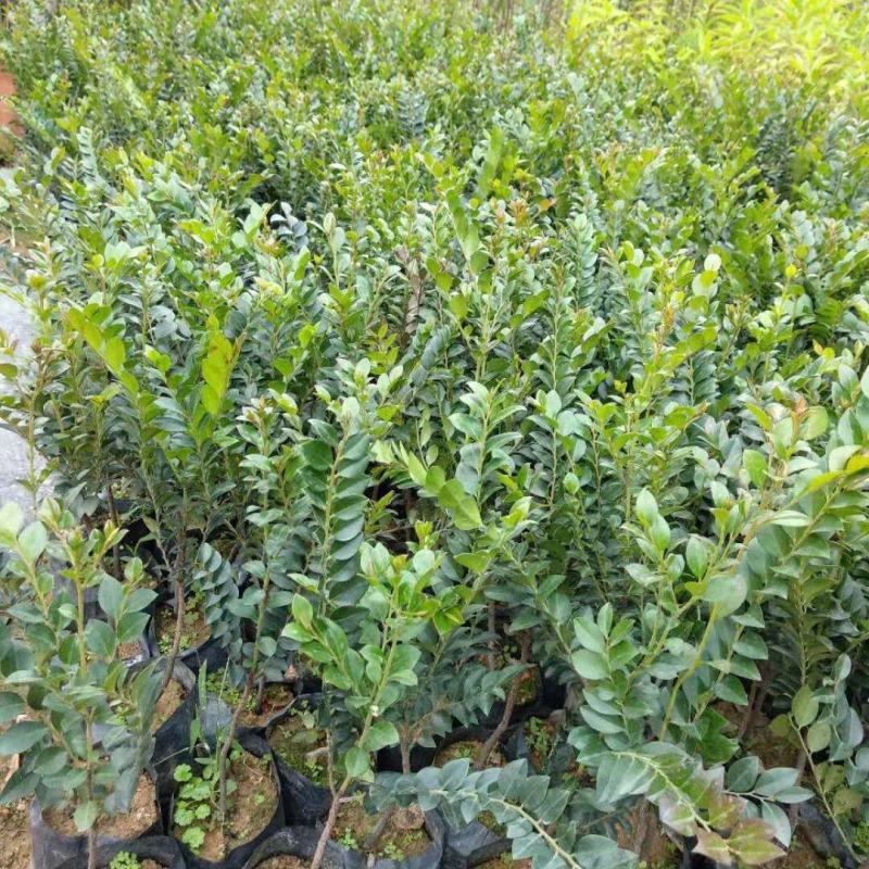 黑骨茶又名黑檀四季常青树木室内室外盆栽