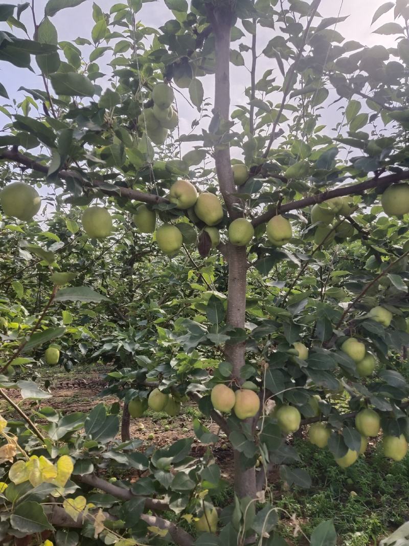 自家种植早酥梨、皇冠梨水润多汁，甘甜可口欢迎老板进店选购