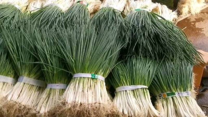 湖北小葱当阳市同新果蔬种植专业合作社可视频看货