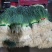 湖北小葱当阳市同新果蔬种植专业合作社可视频看货