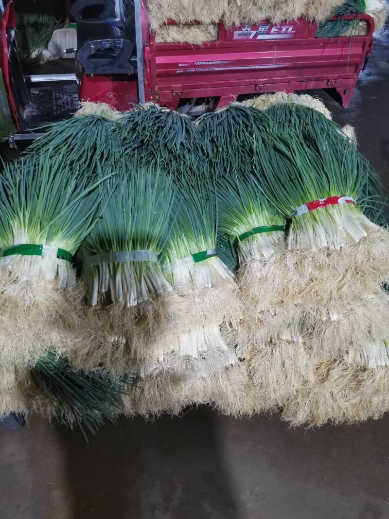 湖北小葱当阳市同新果蔬种植专业合作社可视频看货