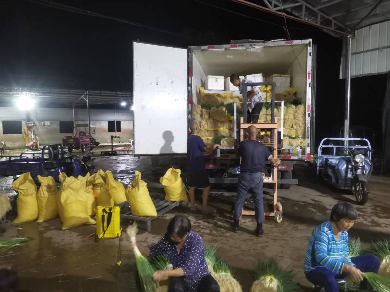 湖北小葱当阳市同新果蔬种植专业合作社可视频看货