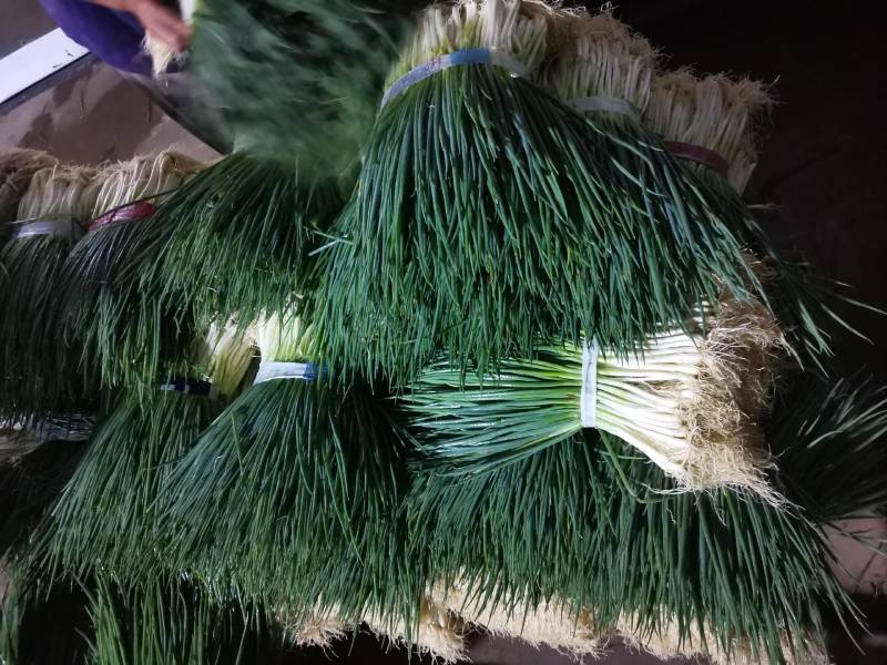 湖北小葱当阳市同新果蔬种植专业合作社可视频看货