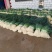 湖北小葱当阳市同新果蔬种植专业合作社可视频看货