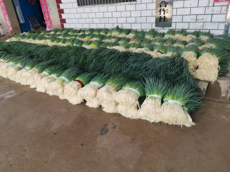 湖北小葱当阳市同新果蔬种植专业合作社可视频看货