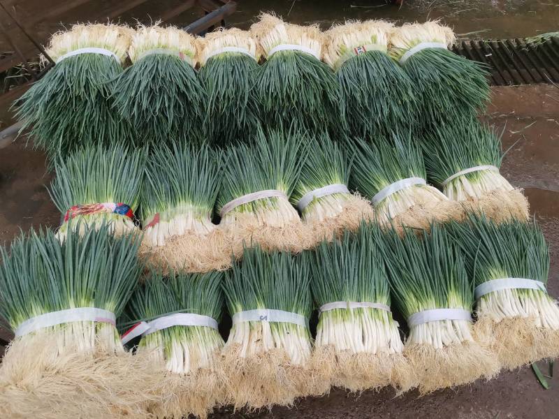 湖北小葱当阳市同新果蔬种植专业合作社可视频看货