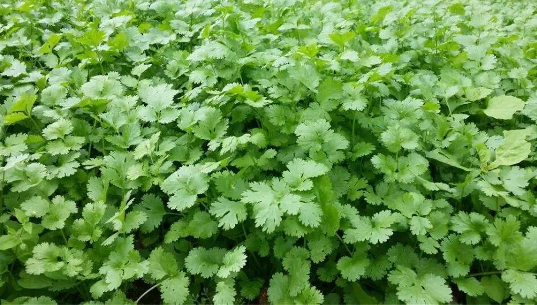 泰国大叶香菜植株特写,展示其茂盛的叶片和健康生长状态 泰国大叶香菜整体植株
