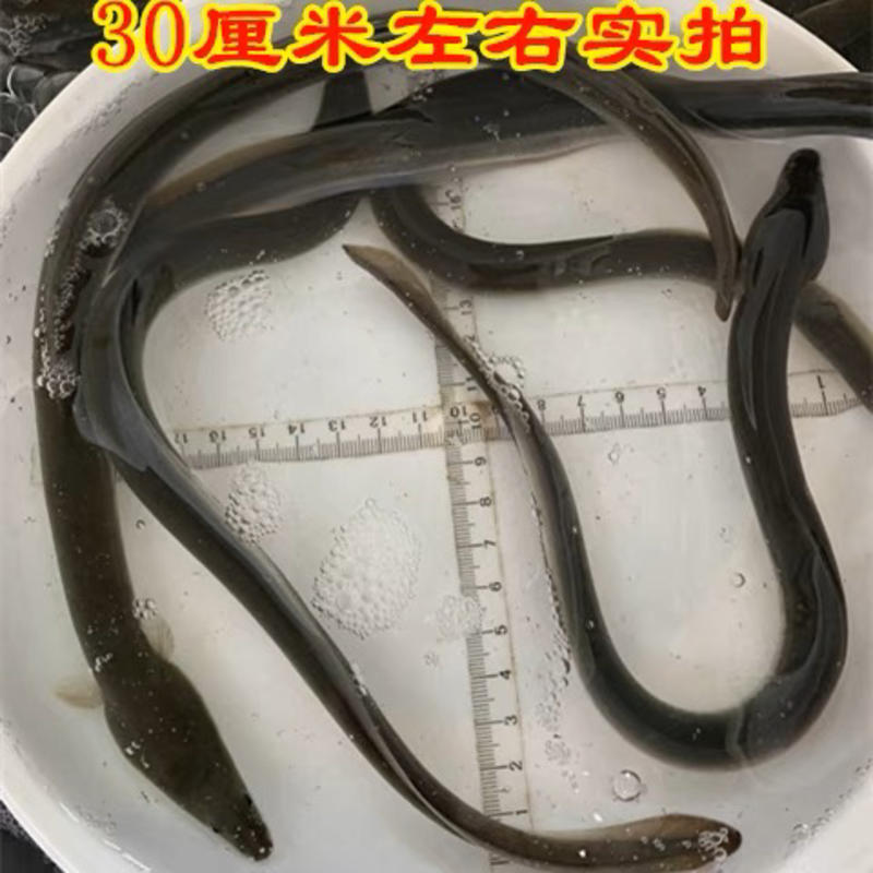 鳗鱼苗白鳝鱼苗花鳗鱼苗日本鳗鱼苗技术指导产地直发