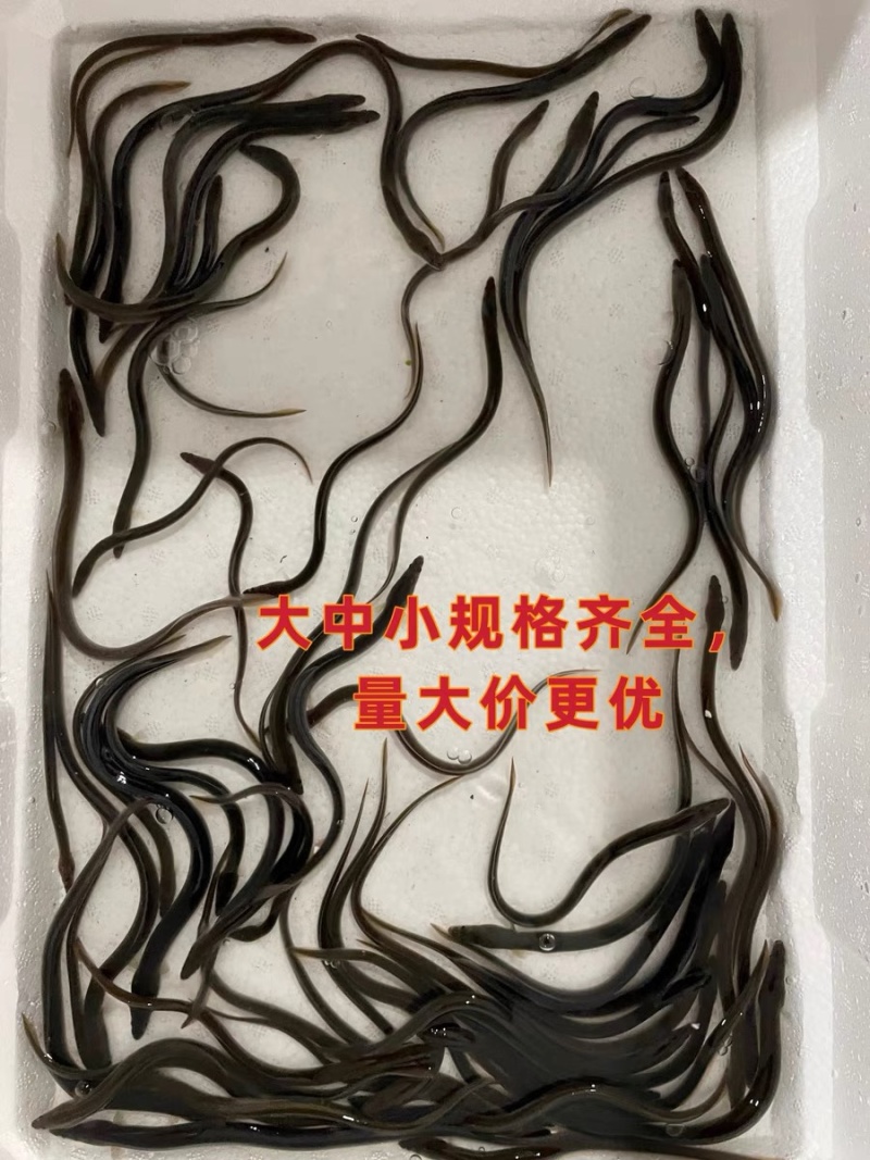鳗鱼苗白鳝鱼苗花鳗鱼苗日本鳗鱼苗技术指导产地直发