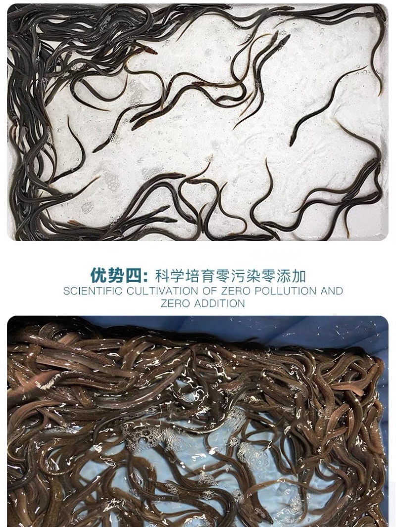 鳗鱼苗白鳝鱼苗花鳗鱼苗日本鳗鱼苗技术指导产地直发