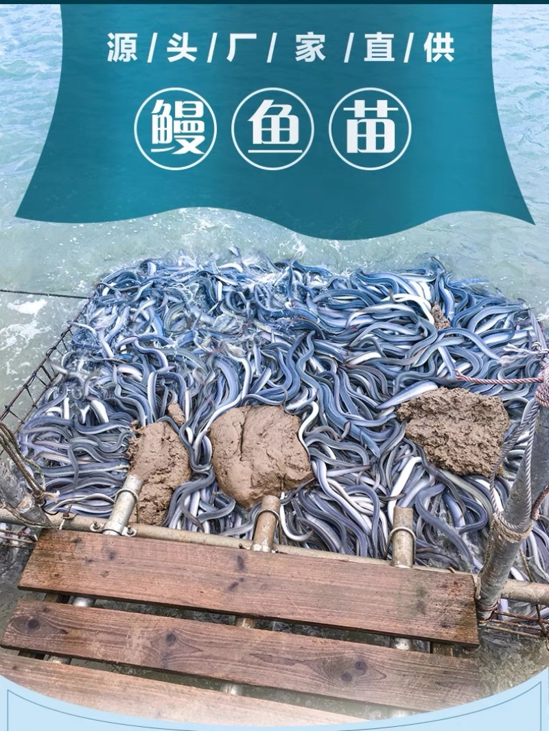 鳗鱼苗白鳝鱼苗花鳗鱼苗日本鳗鱼苗技术指导产地直发