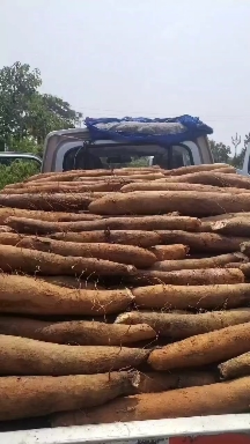 常年供应老山药，专业种植，品质保证，量大从优