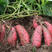 【粉糯香甜】万亩精品西瓜红蜜薯条形好保质保量可对接各平台