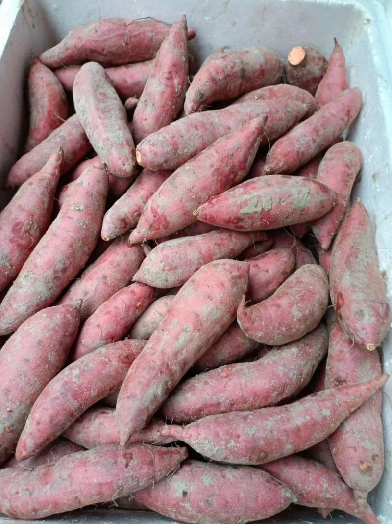 【粉糯香甜】万亩精品西瓜红蜜薯条形好保质保量可对接各平台