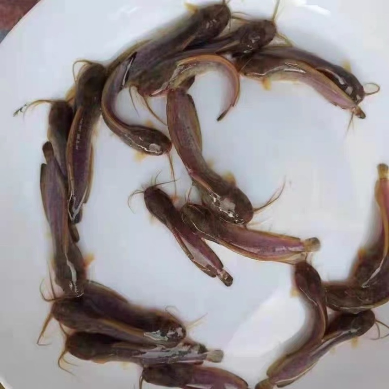 塘角鱼苗批发皇妃一号三黄塘鲺产地直供技术指导