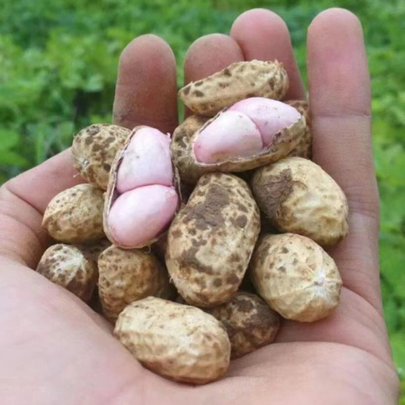【好货】万亩鲁花花生鲜花生带壳花生保质保量可对接商超