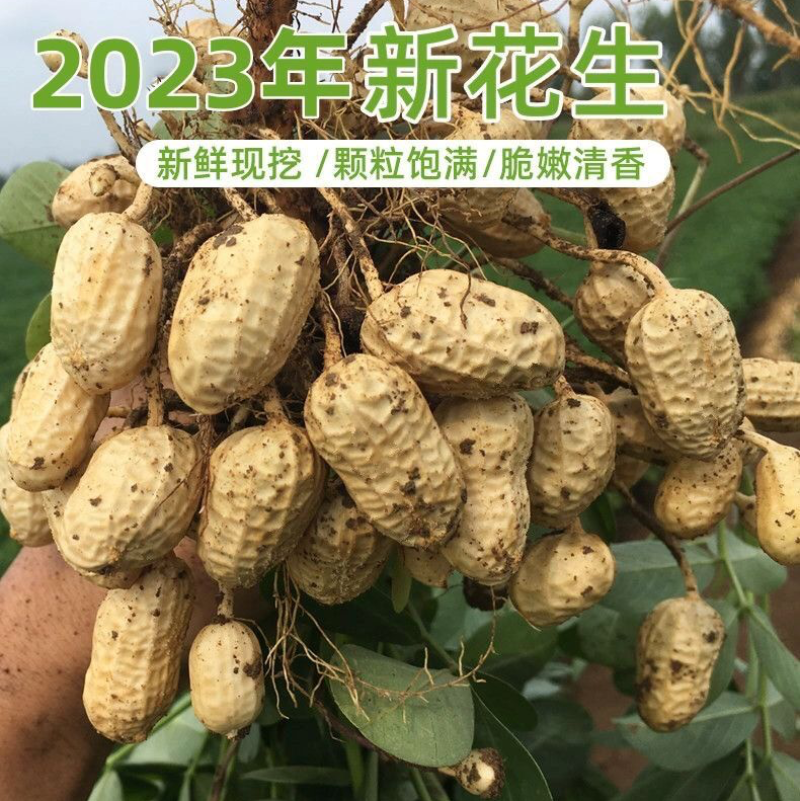 【牛商推荐】精品鲁花花生人工手选保质保量可对接商超市场