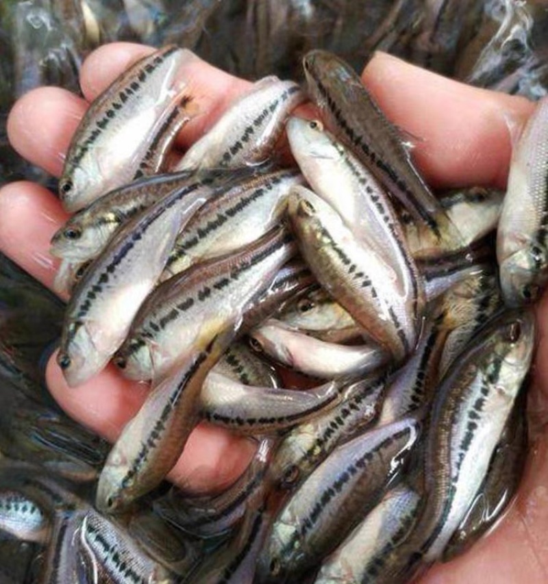 加州鲈鱼苗批发已驯化饲料产地直供技术指导全国可空运