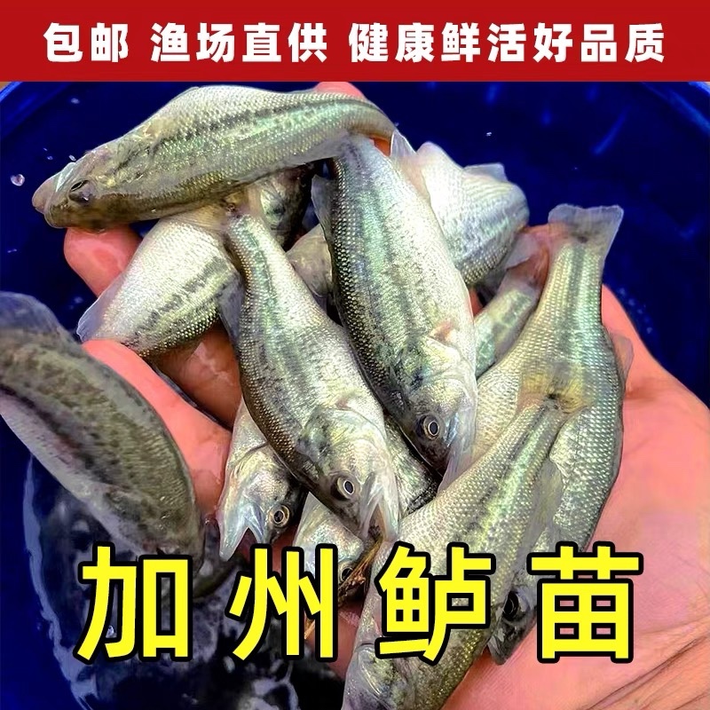 加州鲈鱼苗批发已驯化饲料产地直供技术指导全国可空运