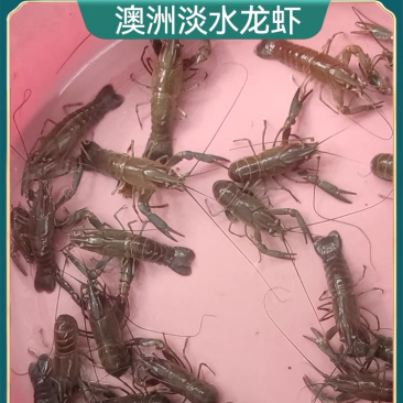 澳洲淡水龙虾苗批发技术指导产地直供量大从优