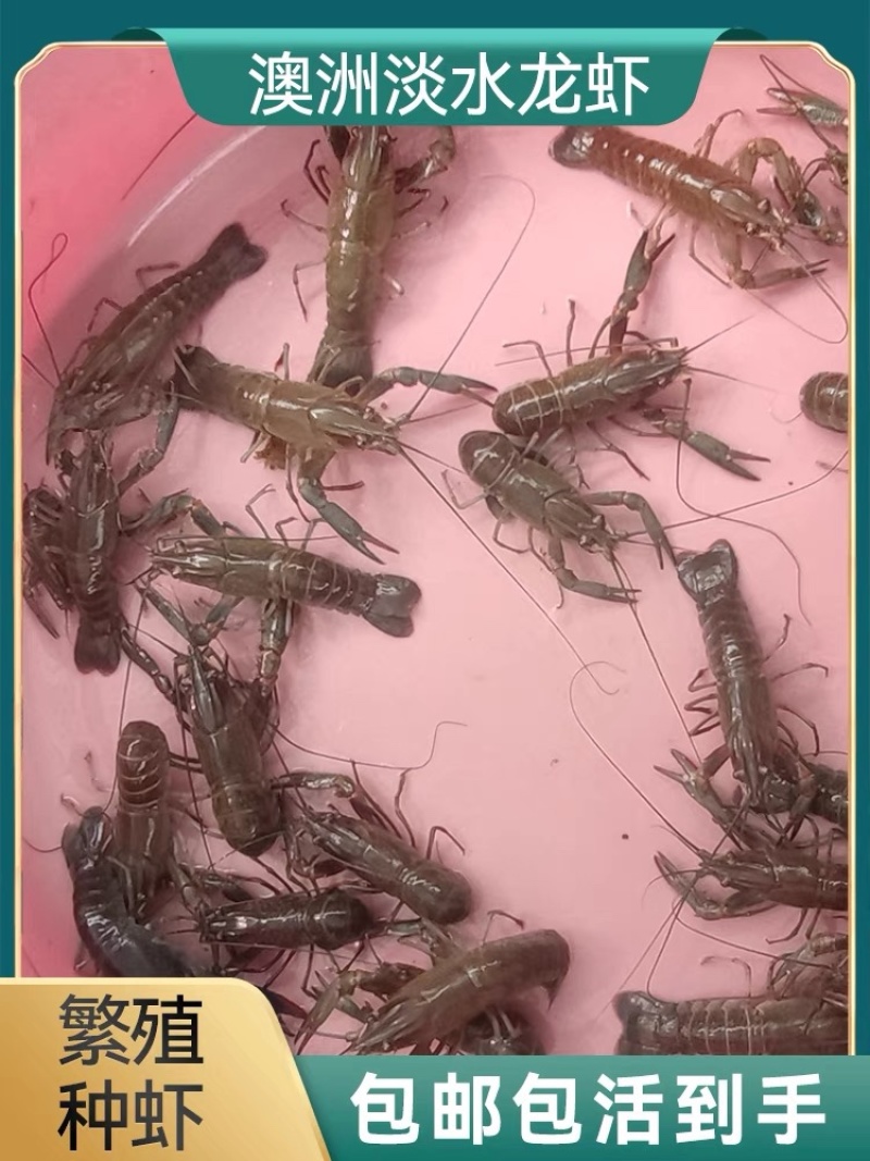 澳洲淡水龙虾苗批发技术指导产地直供量大从优