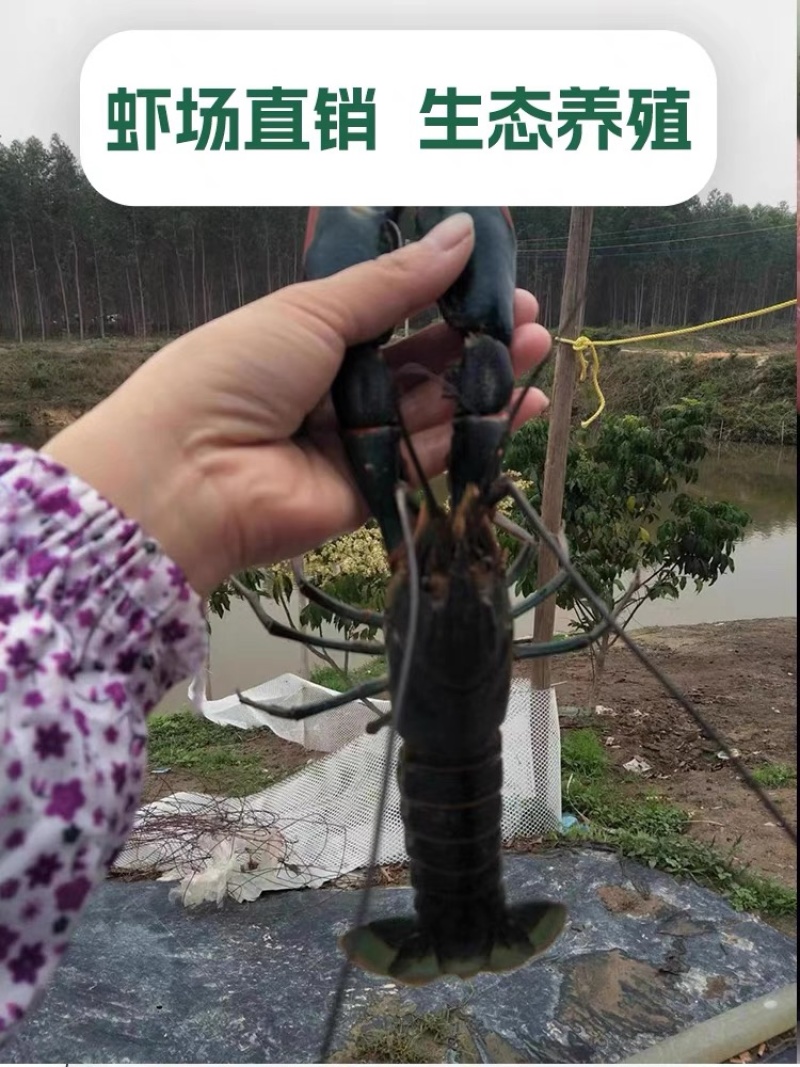 澳洲淡水龙虾苗批发技术指导产地直供量大从优