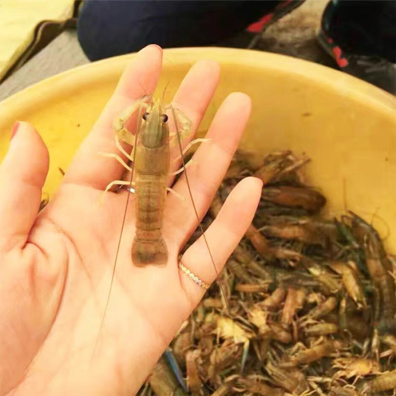 澳洲淡水龙虾苗批发技术指导产地直供量大从优