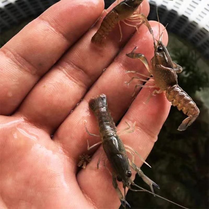 澳洲淡水龙虾苗批发技术指导产地直供量大从优