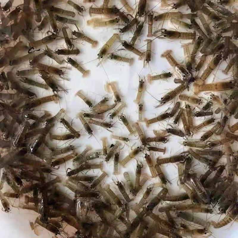 澳洲淡水龙虾苗批发技术指导产地直供量大从优