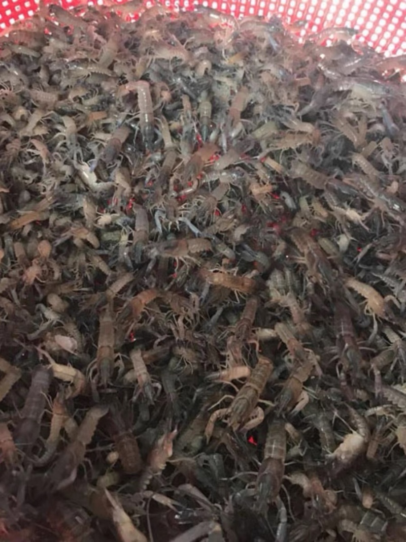 澳洲淡水龙虾苗批发技术指导产地直供量大从优