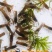 澳洲淡水龙虾苗批发技术指导产地直供量大从优