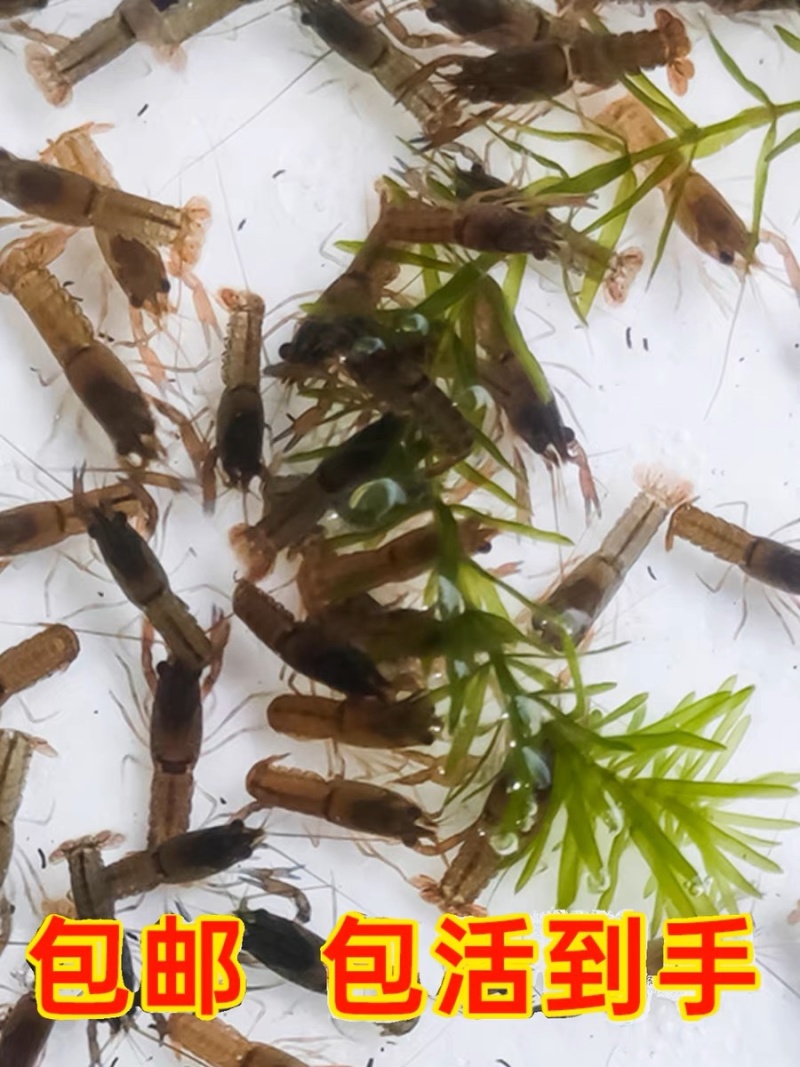 澳洲淡水龙虾苗批发技术指导产地直供量大从优