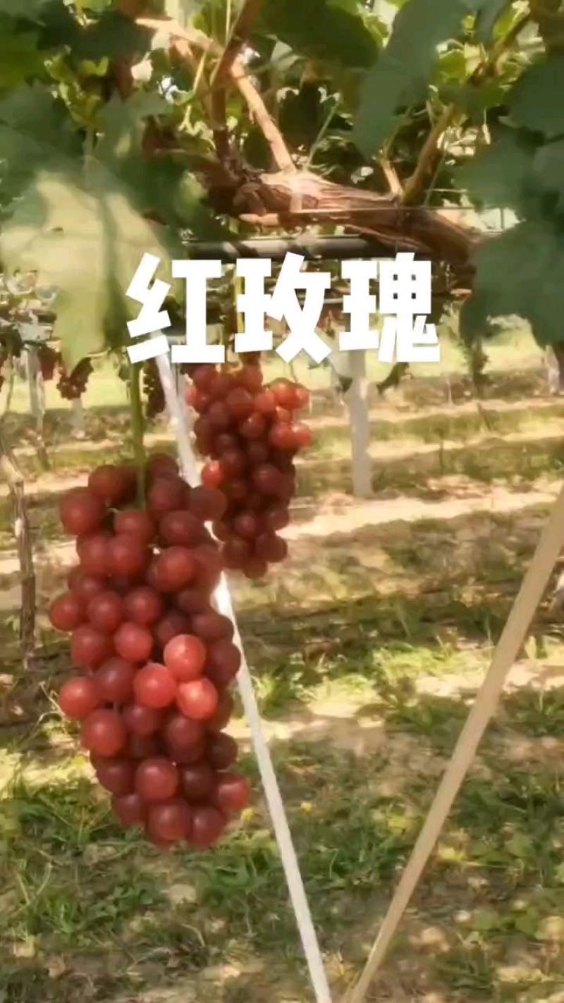临猗坡上阳光玫瑰，克伦生，红玫瑰，浪漫红颜大量上市，
