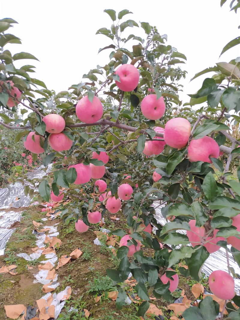 精品寒富苹果