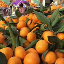 精品高山蜜橘，大量上市，皮薄汁多，入口即化，果面干净，