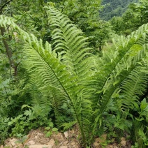 夹果蕨、绿化工程、盆景、别墅庭院风景打造