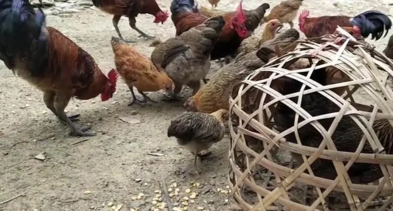 农家厨房场景：一位穿蓝布围裙的中年女性正用木勺舀起一勺姜母鸡汤，汤汁浓稠挂勺，姜片与鸡块清晰可见，灶台旁竹篮里堆放着带泥新挖姜母与散养鸡，背景为土墙与竹编簸箕