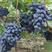 秋黑葡萄，口感好，颜色，耐运输，耐贮存。