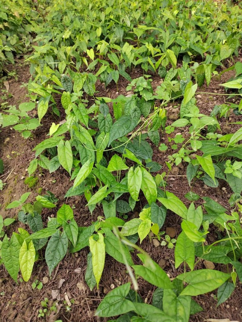 地苦胆种苗，地播苗价优（1.2一1.4元），杯苗成活率高