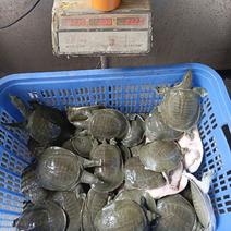 外塘青背白底甲鱼，炖汤，卤甲鱼专用