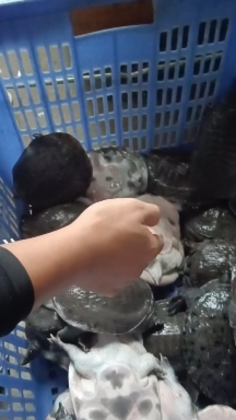 外塘青背白底甲鱼，炖汤，卤甲鱼专用