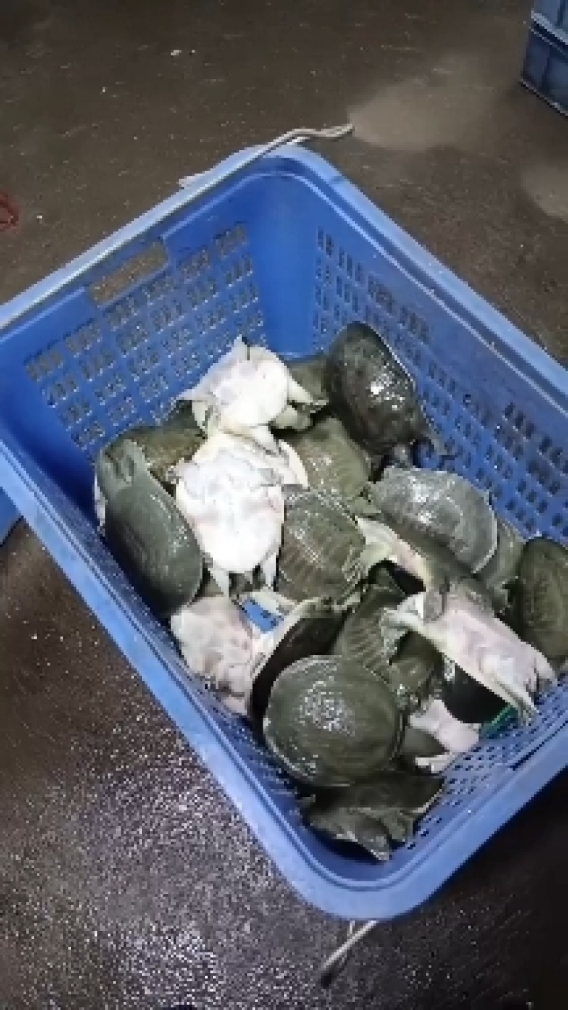 外塘青背白底甲鱼，炖汤，卤甲鱼专用