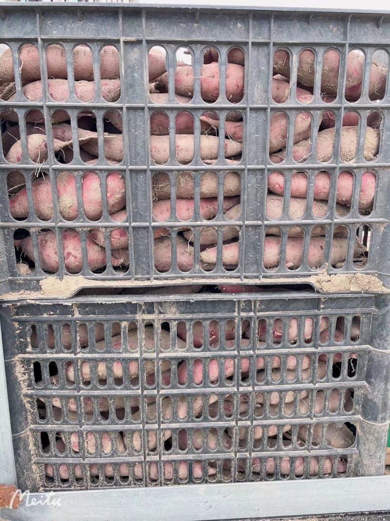 西瓜红大量上市