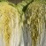 黄心菜上市0.3上车价