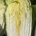 黄心菜上市0.3上车价
