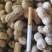 鲜花生小白沙罗汉果新鲜上市货源充足欢迎来电咨询