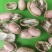 鲜花生小白沙罗汉果新鲜上市货源充足欢迎来电咨询