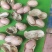 鲜花生小白沙罗汉果新鲜上市货源充足欢迎来电咨询