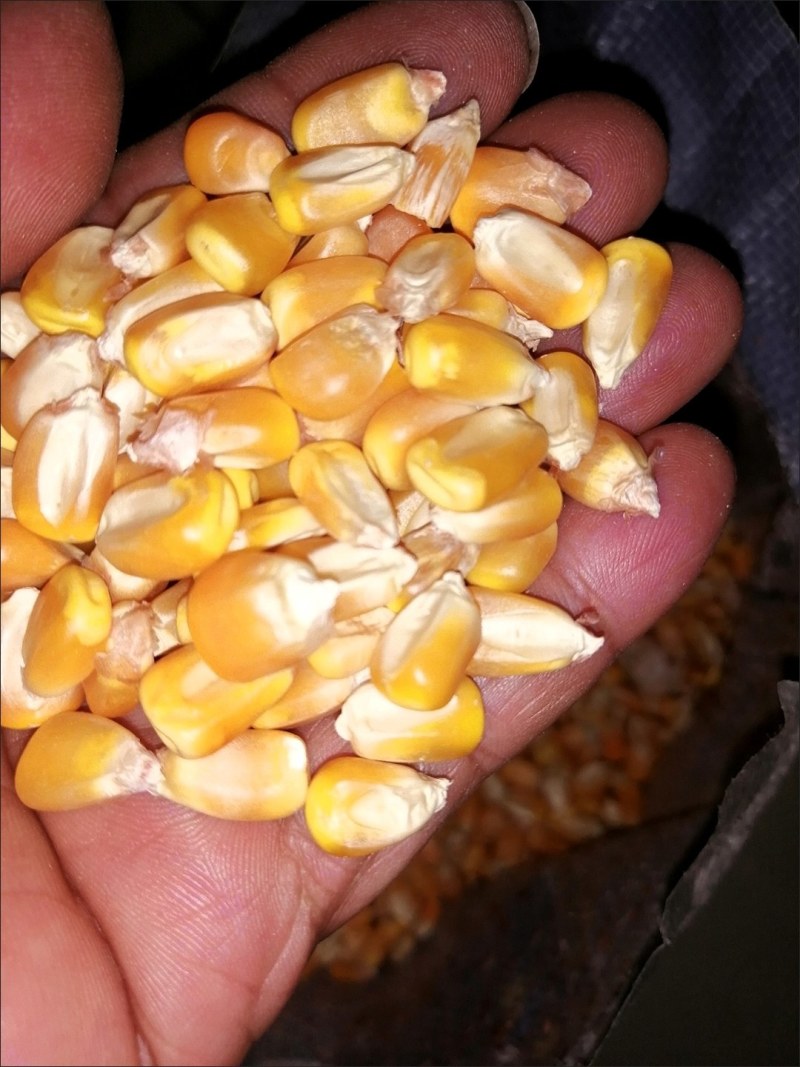 玉米:北大荒下属工厂提供玉米，饲料厂，酒精厂，量大保质