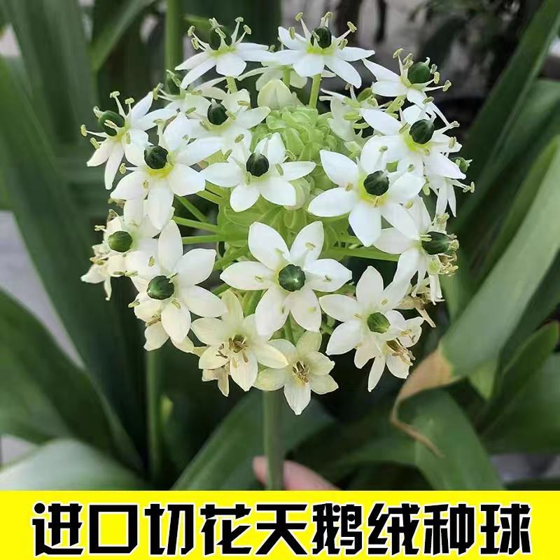 天鹅绒种球伯利恒之星虎眼万年青耐寒多年生阳台庭院浓香型花